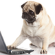 Illustration for article titled Dog Starts House Fire After Turning On Stove, Setting Fire to Laptop